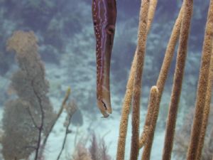 trumpetfish, Grand Turk, Nikon 990 by Tony Bell 